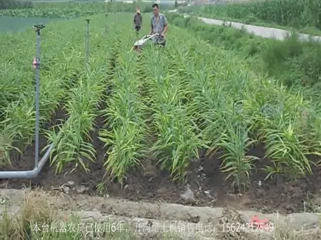 大姜培土机械化