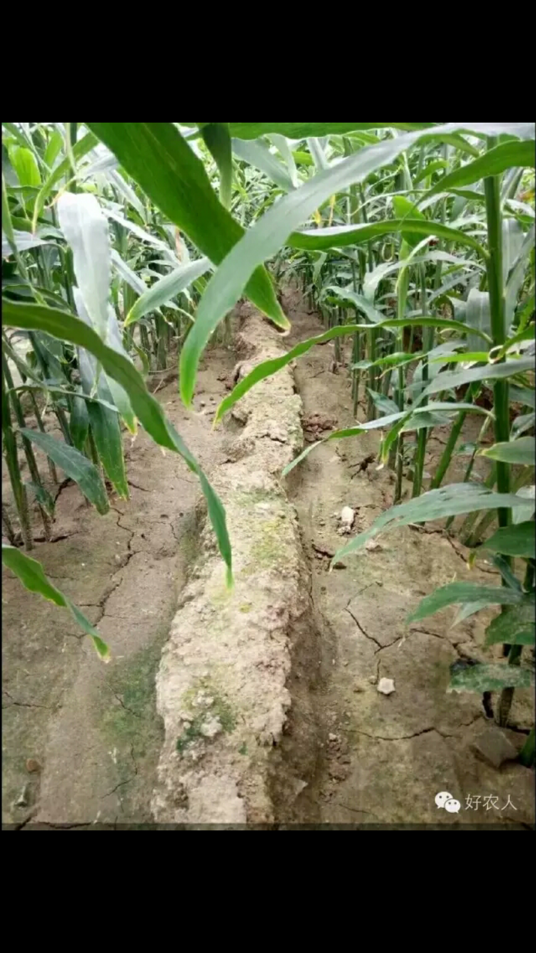 小黄姜培土机